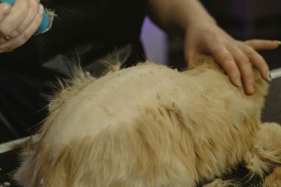 peluqueriaServicio