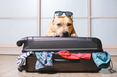 perromaletaServicio