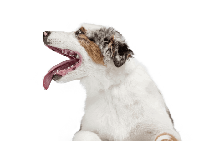 portrait-funny-active-pet-cute-dog-australian-shepherd-posing-isolated-studio-wall-neon-1-1-1-1-1-1-e1648045634153