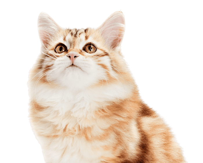 siberian-cat-a-kitten-sitting-and-looking-up-iso-2021-08-26-22-41-27-utc-removebg