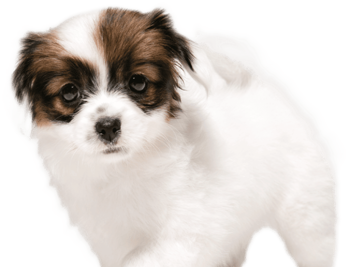studio-shot-papillon-fallen-little-dog-isolated-white-1