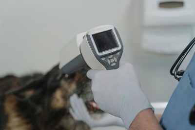 veterinarioServicio